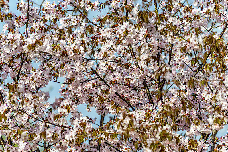 沙金特樱花(Prunus sargentii)